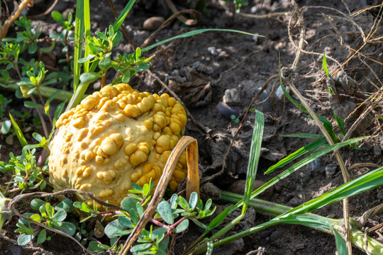 Organic pumpkin in low angle view on pumpkin patch and organic pumpkin field in sunset shows delicious squash and halloween pumpkins for Thanksgiving, Halloween or a decorative pumpkin in close-up