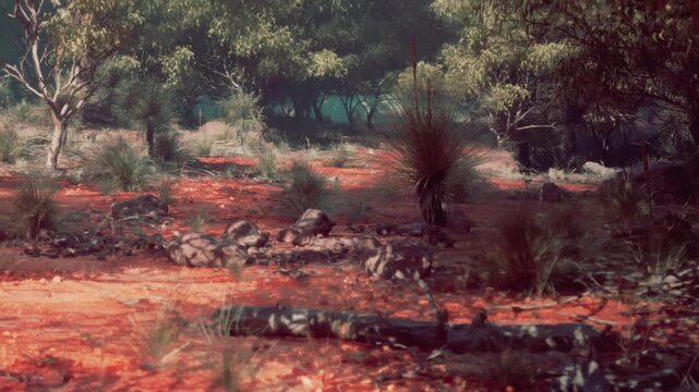 Rocks and shrubs are scattered across red soil in a wooded area. Trees surround the landscape, creating shade. It is daytime and the sun shines through the leaves.