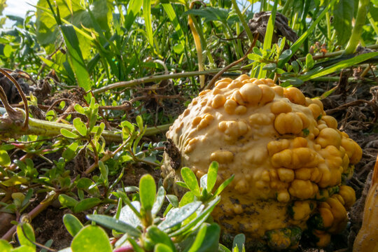 Organic pumpkin in low angle view on pumpkin patch and organic pumpkin field in sunset shows delicious squash and halloween pumpkins for Thanksgiving, Halloween or a decorative pumpkin in close-up