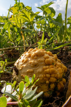 Organic pumpkin in low angle view on pumpkin patch and organic pumpkin field in sunset shows delicious squash and halloween pumpkins for Thanksgiving, Halloween or a decorative pumpkin in close-up