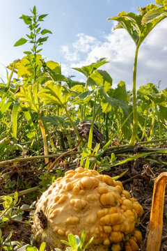 Organic pumpkin in low angle view on pumpkin patch and organic pumpkin field in sunset shows delicious squash and halloween pumpkins for Thanksgiving, Halloween or a decorative pumpkin in close-up