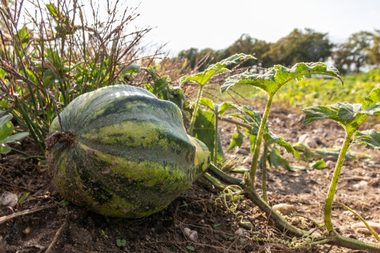 Organic pumpkin in low angle view on pumpkin patch and organic pumpkin field in sunset shows delicious squash and halloween pumpkins for Thanksgiving, Halloween or a decorative pumpkin in close-up