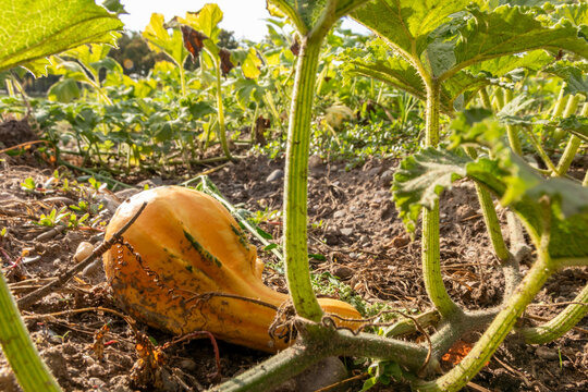 Organic pumpkin in low angle view on pumpkin patch and organic pumpkin field in sunset shows delicious squash and halloween pumpkins for Thanksgiving, Halloween or a decorative pumpkin in close-up