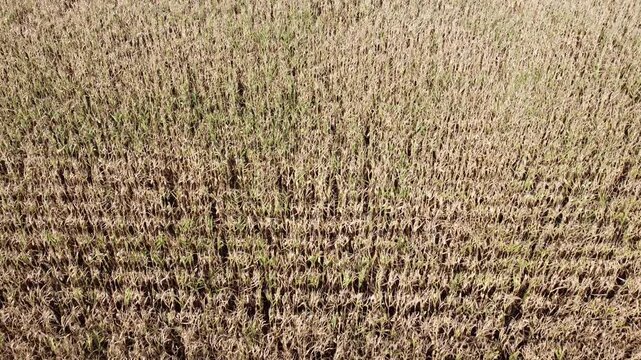 Drohne fliegt &uuml;ber ein vertrocknetes Maisfeld, D&uuml;rre, Klimawandel, Luftaufnahme, Landwirtschaft