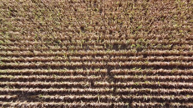Drohne fliegt absteigend &uuml;ber ein vertrocknetes Maisfeld, D&uuml;rre, Klimawandel