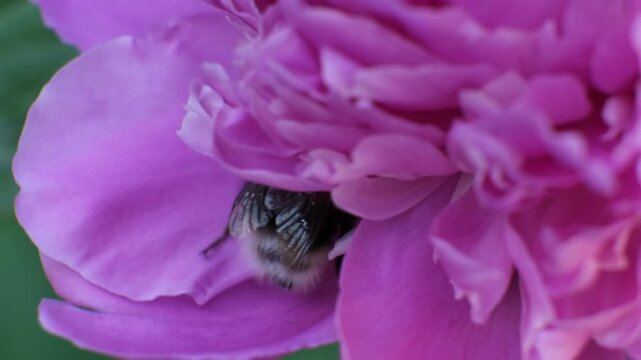 Close look at a bee gathering nectar from a pink peony flower in a garden during spring