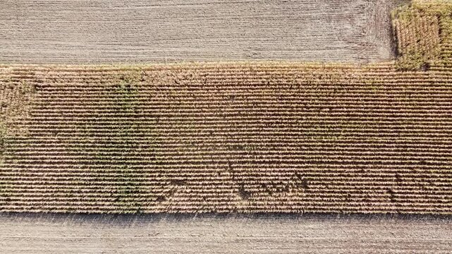 Drohne fliegt aufsteigend &uuml;ber ein vertrocknetes Maisfeld, D&uuml;rre, Klimawandel, Luftaufnahme