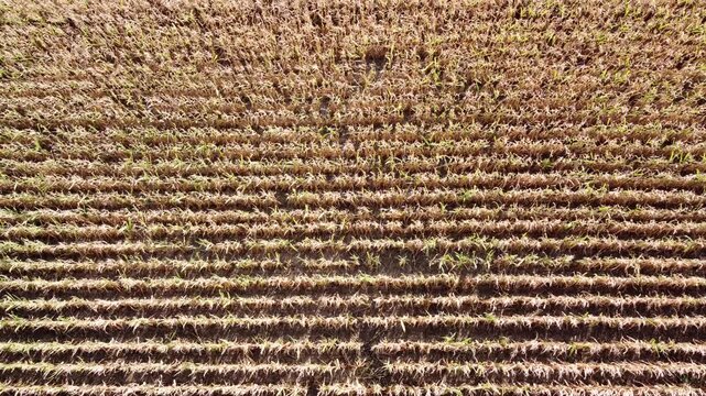 Drohne fliegt aufsteigend &uuml;ber ein vertrocknetes Maisfeld, D&uuml;rre, Klimawandel, Luftaufnahme