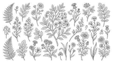 Fototapeta premium Botanical Illustration: Wildflowers, Ferns, Thistles - Line Art Elements