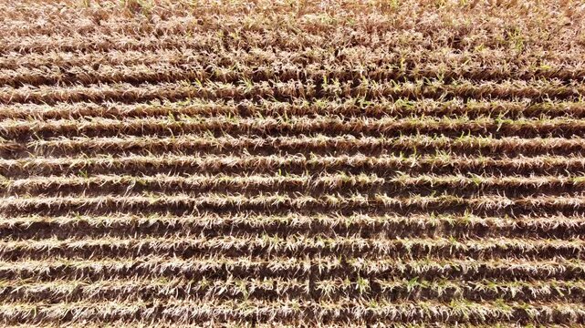 Drohne fliegt &uuml;ber ein vertrocknetes Maisfeld, D&uuml;rre, Klimawandel, Luftaufnahme, Landwirtschaft
