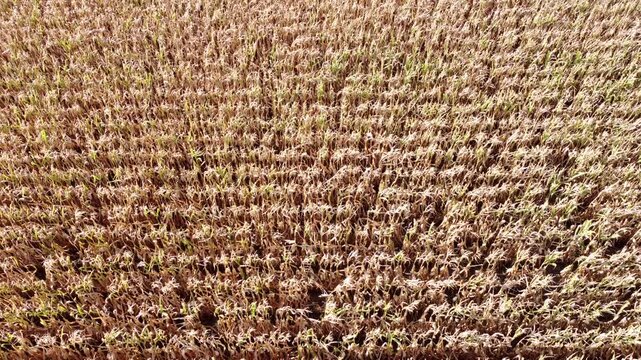 Drohne fliegt absteigend &uuml;ber ein vertrocknetes Maisfeld, D&uuml;rre, Klimawandel