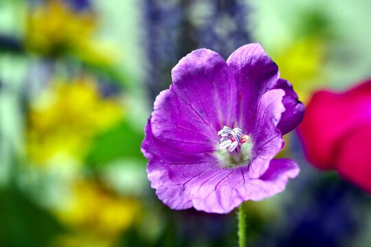 close-up of a geranium flower in a garden during spring