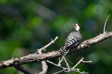 Naklejka premium A Sunda pygmy woodpecker is searching for insects on the trunk of a mangrove tree.
