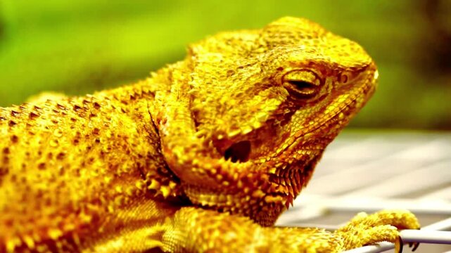 Bearded dragon lizard sitting on cage, closeup shot of yellow reptile
