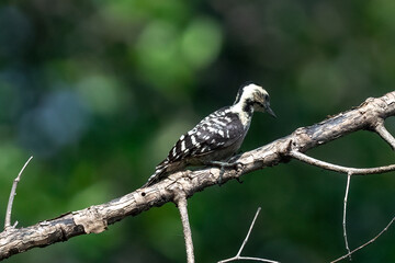 Naklejka premium A Sunda pygmy woodpecker is searching for insects on the trunk of a mangrove tree.