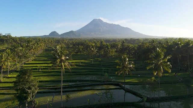 Aerial view of Mount Merapi volcano rising above lush green rice paddies and palm trees in Cangkringan, Special Region of Yogyakarta, Indonesia.
