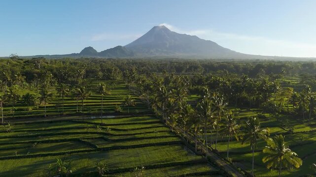 Aerial view of Mount Merapi volcano rising above lush green rice terraces and palm trees in Cangkringan, Special Region of Yogyakarta, Indonesia.