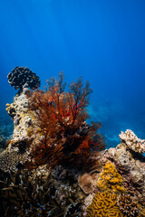 Red orange sea fan coral growing on a tropical reef in blue ocean. © PIPE DIVE UNDERWATER
