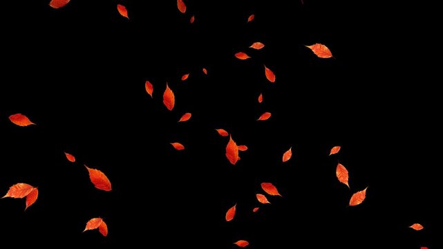 colorful autumn leaves flying with wind isolated alpha channel 4k animation, leaf thanksgiving and Halloween celebration video stream overlay social media motion design element