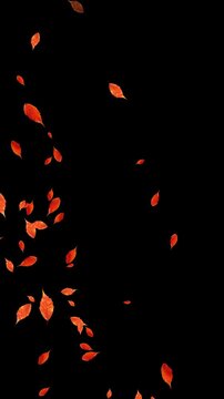 colorful autumn leaves flying with wind isolated alpha channel 4k animation, leaf thanksgiving and Halloween celebration video stream overlay vertical social media motion design element
