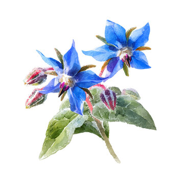 Borage Flower, watercolor illustration vector, isolated on a white background.