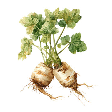 Marshmallow Root, watercolor vector, isolated on a white background.