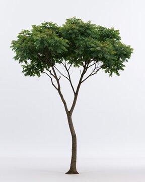 Single mature broadleaf tree with a rounded green canopy and fissured bark, standing on a neutral background for landscape design and architectural visualization