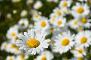 Fototapeta premium A field of daisies in bloom, Sainte-Apolline, Québec, Canada