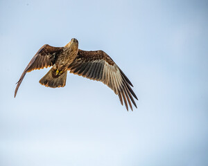 Fototapeta premium A Juvenile of Brahminy Kite
