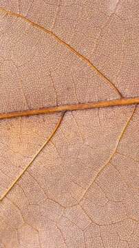 Closeup of dried brown leaf veins and structures with mould