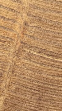 Aerial view of plowed agricultural fields and farmland in a sunny day