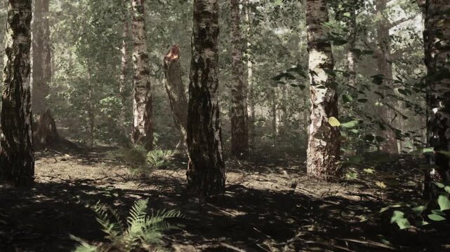 The scene shows a dense forest with tall trees and ferns on the ground. Sunlight filters through the leaves, creating shadows. It is daytime in this natural setting.