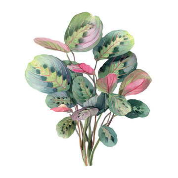 Prayer Plant, watercolor drawing vector, isolated on a white background.