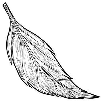 Tropical Green Leaf Illustration Set - Detailed, Flat, Line Art, and Silhouette Styles Isolated