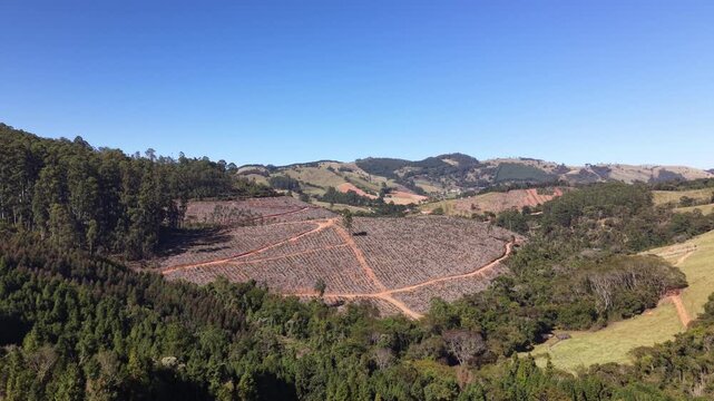Aerial view of a recently planted eucalyptus farm beside a forest.