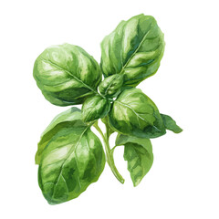 Fototapeta premium Basil Leaf, watercolor clipart vector, isolated on a white background.