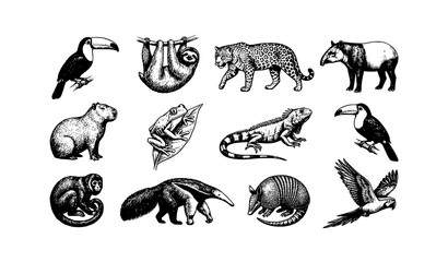 Naklejka premium Rainforest Animals Set Vintage Engraving Vector Illustration
