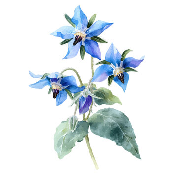 Borage, watercolor clipart vector, isolated on a white background.