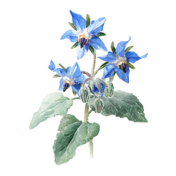 Borage, watercolor clipart vector, isolated on a white background.