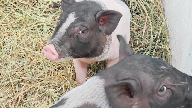 Cute Vietnamese pot-bellied mini piglet sticking tongue out on a hay background.