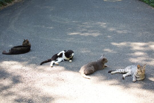 Four stray cats resting together on a path on Cat Island