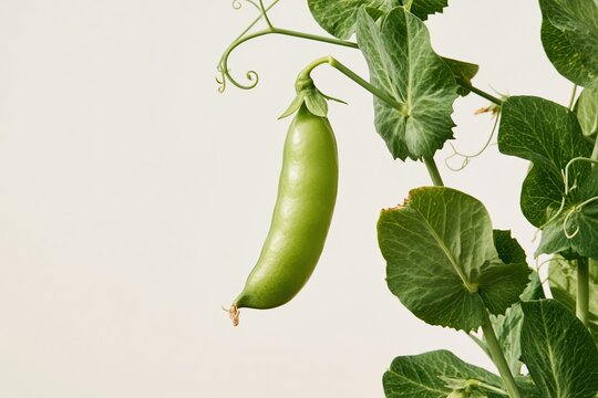 Swelling pea pod hanging from a curling vine with waxy texture and fine leaf veining, set against a soft background for organic produce campaigns with copy space