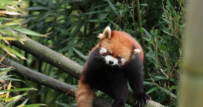 One red panda in the forest