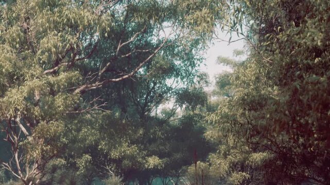 A forest with tall green trees. Sunlight filters through the branches, creating a mix of light and shadow. Plants cover the ground, and the area looks lush.
