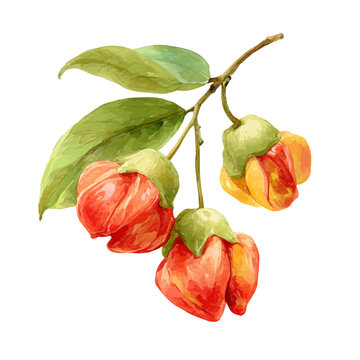 Ackee, watercolor clipart vector, isolated on a white background.