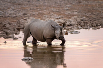 Black rhino at Okaukuejo waterhole in Etosha National Park, water reflections, wildlife safari and game drive in Namibia, Africa © Delphotostock