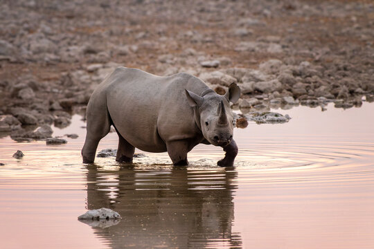 Black rhino at Okaukuejo waterhole in Etosha National Park, water reflections, wildlife safari and game drive in Namibia, Africa
