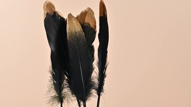 video of black and gold feathers