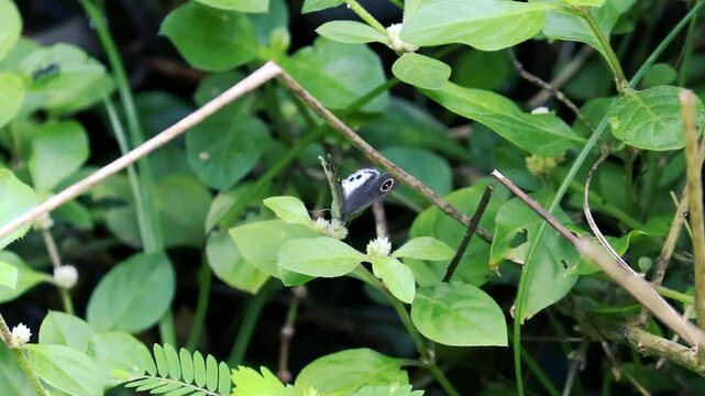 Small grey butterfly perched on green leaf in lush garden outdoor nature