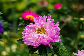 Eye-catching pink aster flower surrounded by lush vegetation, creating a peaceful garden scene with soft-focus floral accents. © Tanya